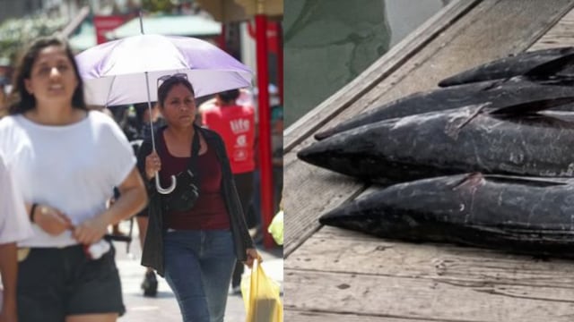 Clima inusual, especies raras en el litoral y más alteraciones en el ambiente que advierten un Fenómeno El Niño atípico