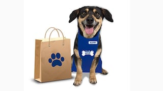 WUF abre tienda propia para ayudar a más a perros sin hogar