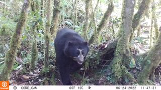 Oxapampa: el sistema de cámaras trampa que ayudan a proteger a los osos de anteojos, una especie en extinción 