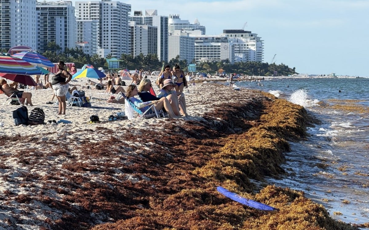 El sargazo volverá a cubrir varias playas del sur de Florida en los próximos meses. (Foto: DANIEL SLIM / AFP)