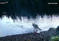 Lobos sorprenden a científicos al usar trampas para cangrejos para alimentarse