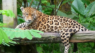 Tribunal boliviano emite fallo inédito a favor del jaguar, su hábitat y sus defensores