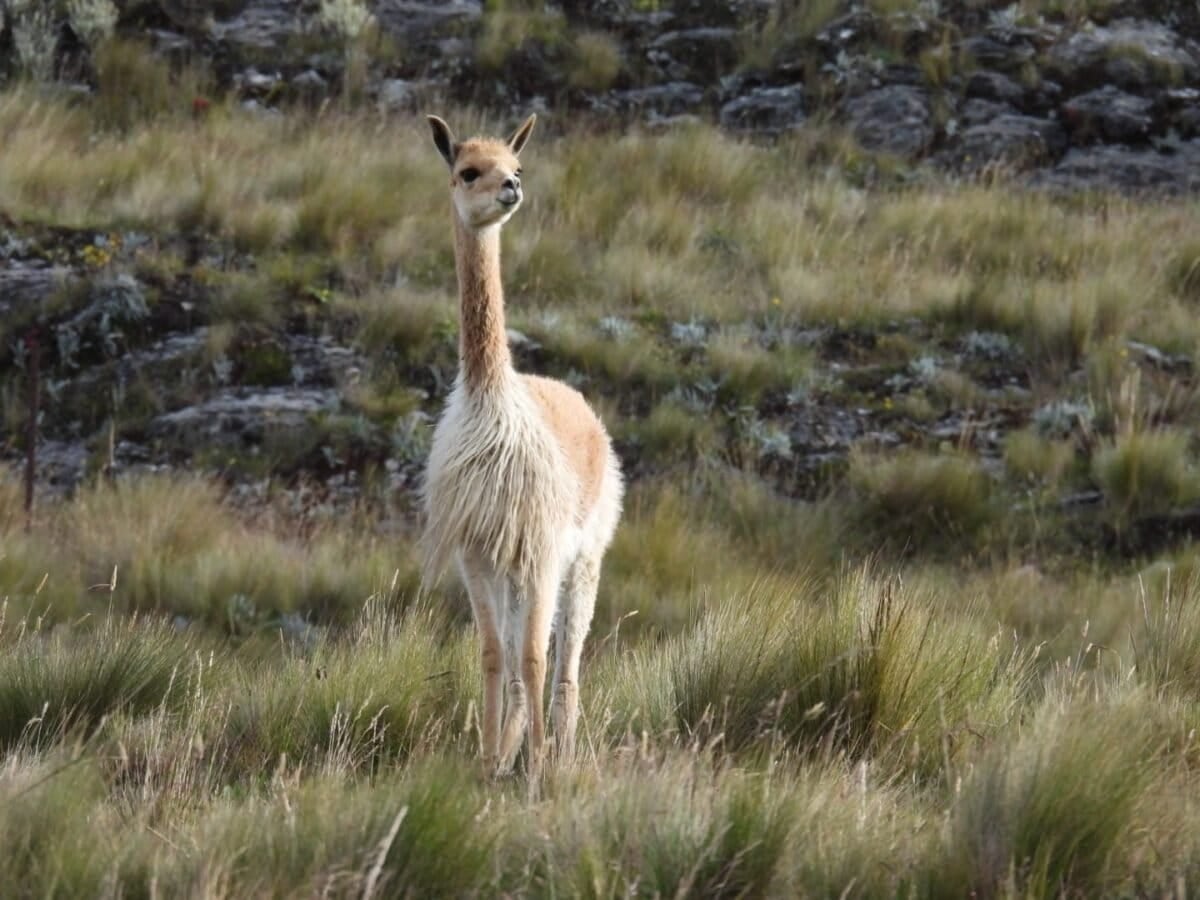 Los investigadores cuestionan el uso de Ivermectina en los camélidos silvestres por lo complicado que resulta aplicarle dos dosis. Foto: cortesía Hugo Castillo