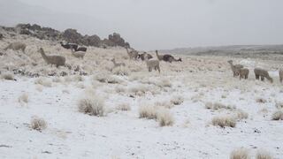 FOTOS: Caylloma ha perdido más de S/.7 millones en cabezas de ganado por el frío