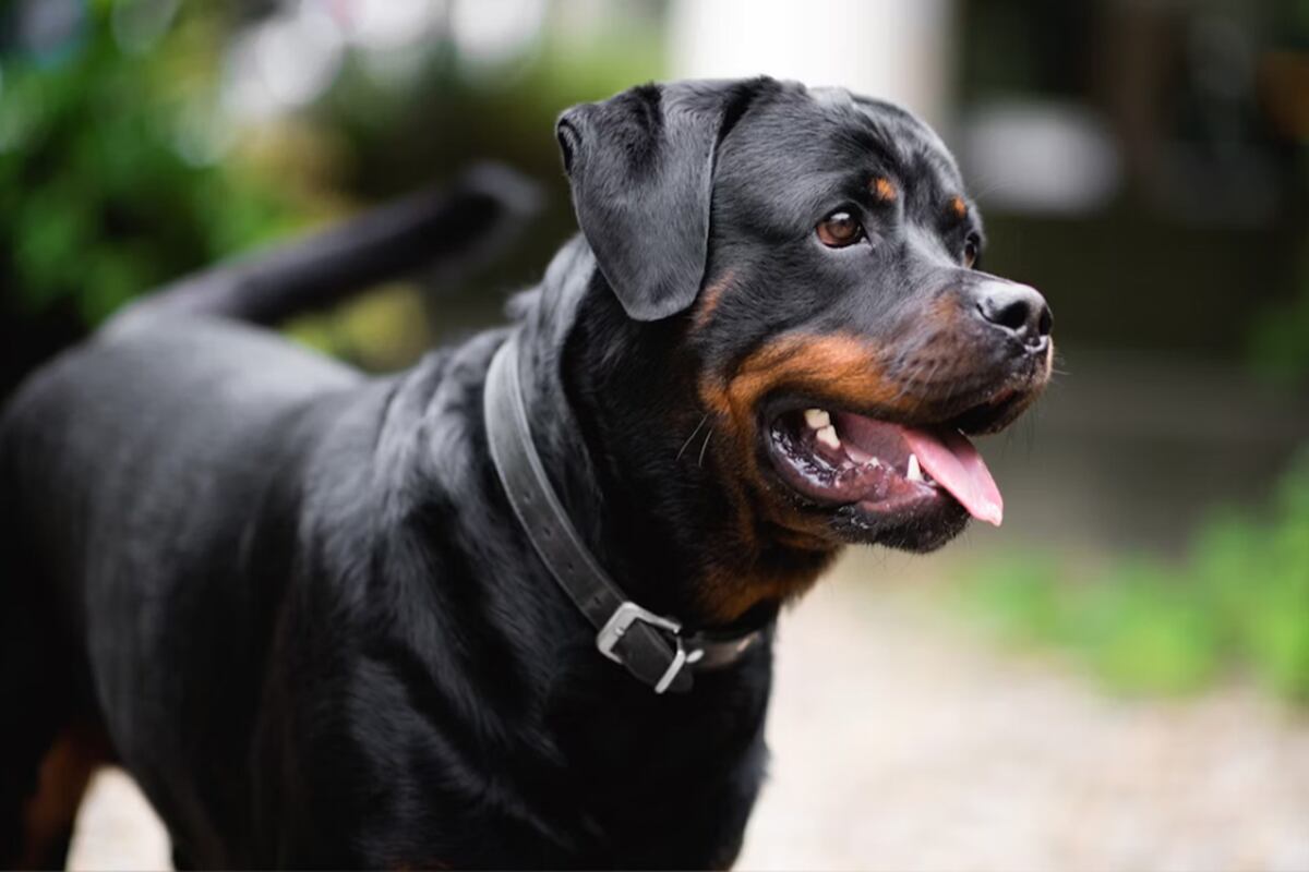 El policía, cuyo nombre no fue revelado, permanece detenido en la comisaría de Zárate. Foto: archivo GEC / Michael Jahn / Unsplash