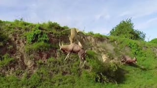 Vida salvaje: leona atrapa a un antílope en el aire [VIDEO]