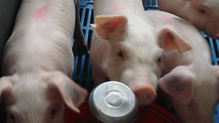 Senasa: “China está interesada en importar carne de cerdo y equina del Perú”
