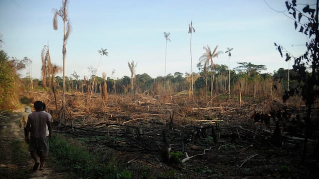 Congreso cambia la Ley Forestal que promovería la deforestación: claves de los cuestionamientos