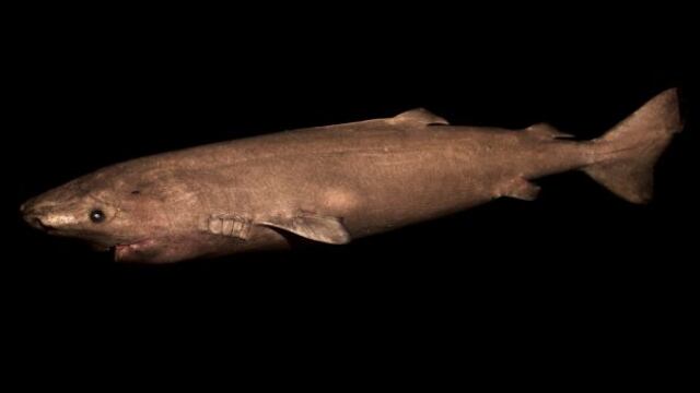 Tiburones de Groenlandia pueden vivir hasta 400 años
