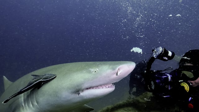 Bucear con tiburones: así es la experiencia de tener frente a frente al depredador más grande de los mares