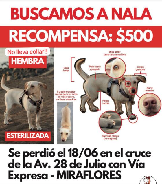 Mariale también recurrió a las páginas de redes sociales, Clifford Detective e Inspector Peluche, quienes apoyan a los dueños en la búsqueda de sus mascotas.