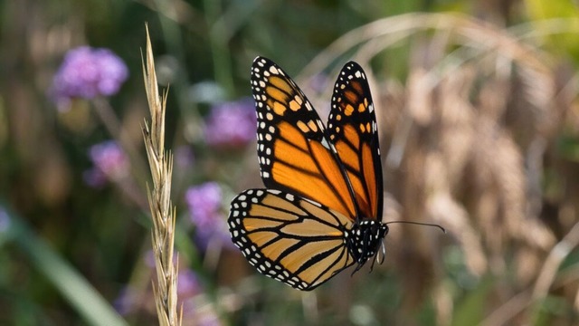 Los mensajes espirituales que trae la aparición de una mariposa