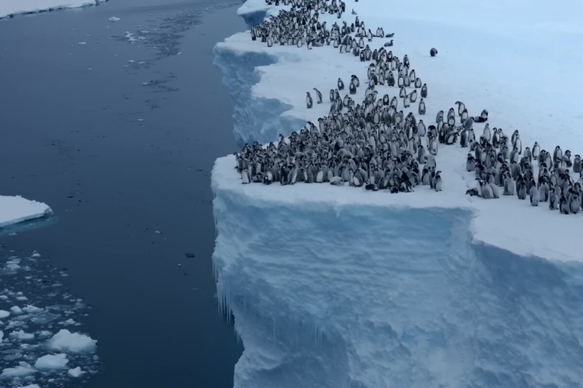 Decenas de pingüinos bebés fueron captados dándose su primer chapuzón en la Antártida. (Foto: YouTube/National Geographic).