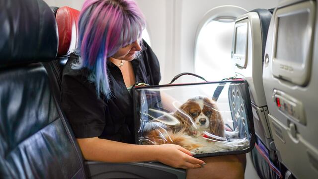 Los trámites y documentos para viajar en avión con tu mascota al extranjero desde Perú: todo lo que necesitas saber