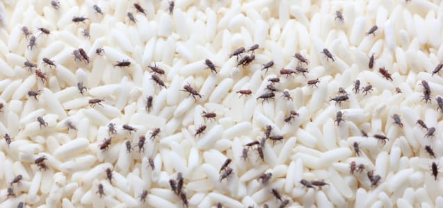 Trucos caseros para eliminar los gorgojos de la despensa de la cocina