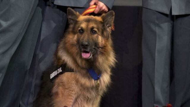 Condecoran a perro policía por evitar un atentado terrorista en España