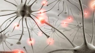 Las neuronas se ajustan a las necesidades del cuerpo
