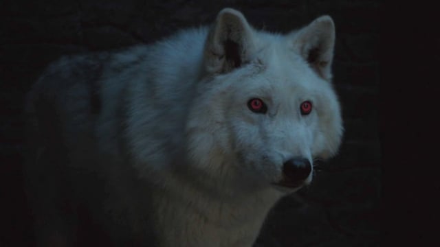 "Game of Thrones" 8x03: ¿qué pasó con Ghost, el lobo huargo de Jon Snow, durante la Batalla de Winterfell?
