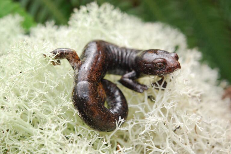 Las salamandras dependen de la humedad para sobrevivir. Foto: Yeny López-Perilla.