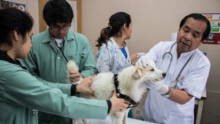 Estado de emergencia: Estas veterinarias limeñas atenderán durante la cuarentena