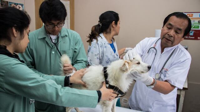 Estado de emergencia: Estas veterinarias limeñas atenderán durante la cuarentena