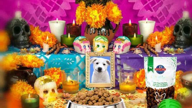 Lo que se sabe sobre el día de los muertos de mascotas en México este, 20 de octubre