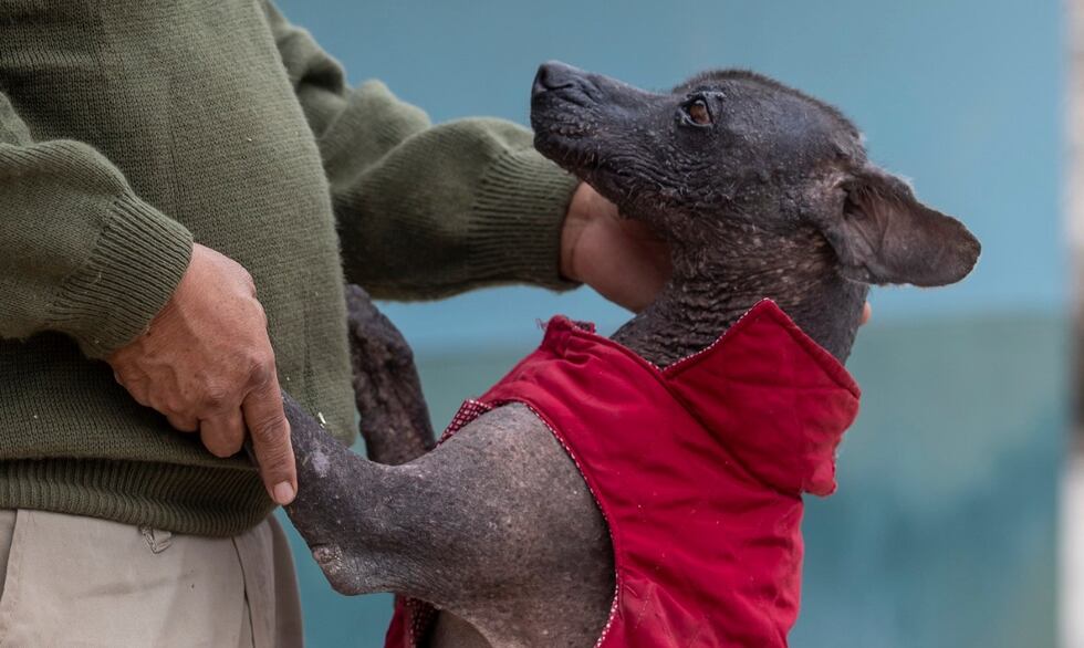 En el Parque de las Leyendas, agasajarán a los perritos 'Lucas’ y ‘Ludovico’