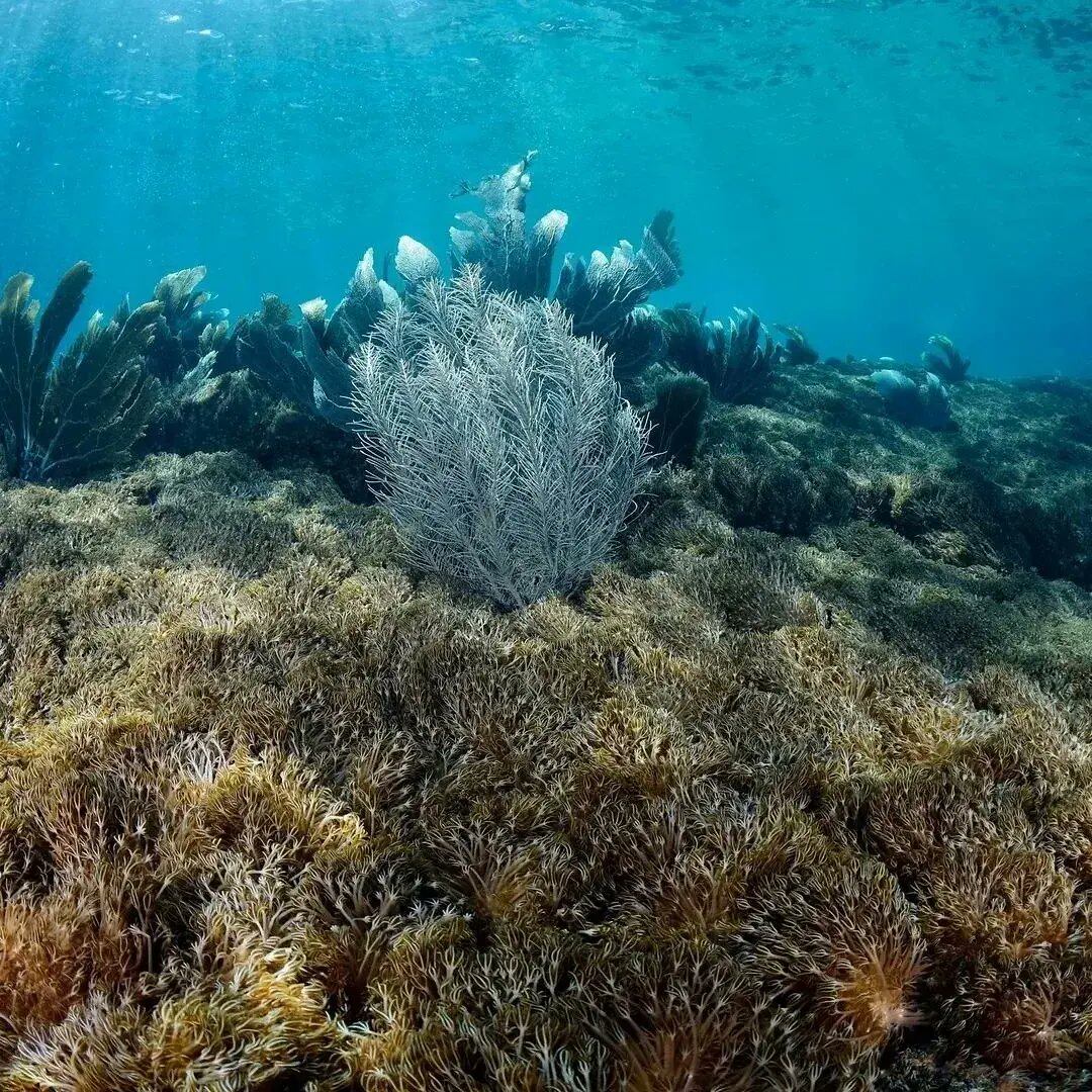 Unomia stolonifera en Valle Seco, Choroní. Crédito: Gustavo Carrasquel.