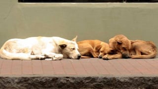 Puno: se suspendió la matanza de 3.000 perros callejeros en San Román