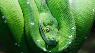 Florida premiará con US$ 1.500 al que cace más serpientes pitón