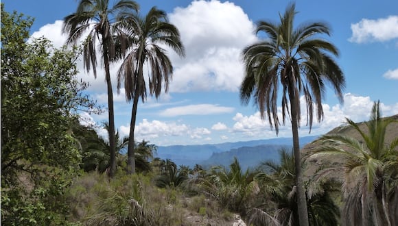 ¿Sabías que la palmera más alta del mundo está en Sudamérica? Puede llegar hasta los 80 metros | En la siguiente nota te contaremos lo que debes saber sobre la palmera más alta del mundo, que está en Sudamérica y puede llegar hasta los 80 metros. Imagen de Claire Wordley.