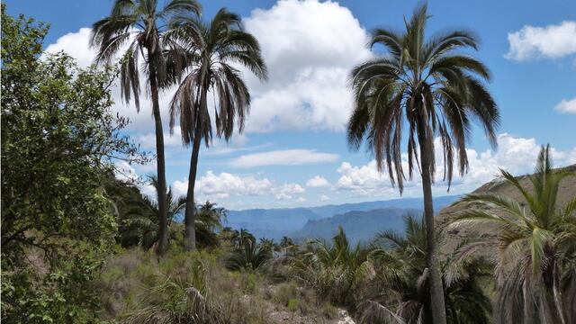 ¿Sabías que la palmera más alta del mundo está en Sudamérica? Puede llegar hasta los 80 metros