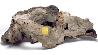 Toxodon platensis, el roedor gigante que contribuyó a la teoría de evolución
