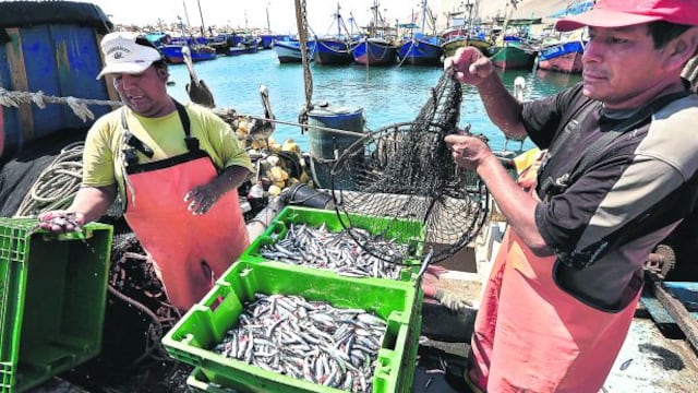 Harina de pescado se disparó a su nivel más alto en una década