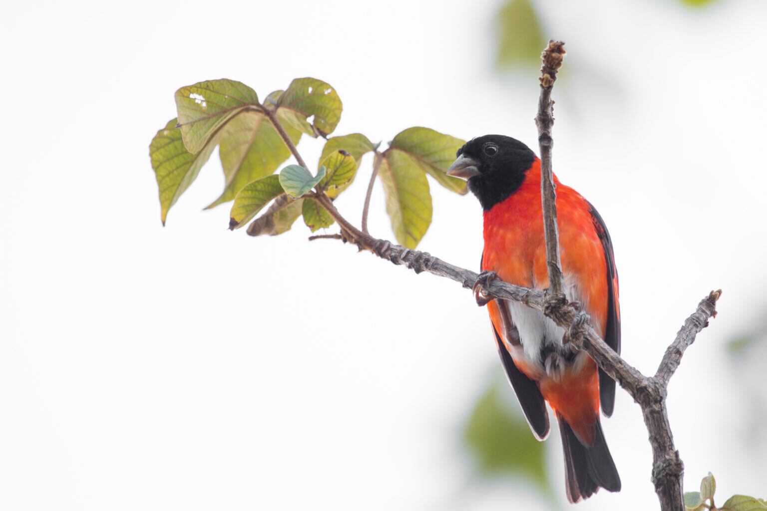 Un cardenalito (Spinus cucullatus) macho fotografiado en vida silvestre. Foto: Jhonathan Miranda