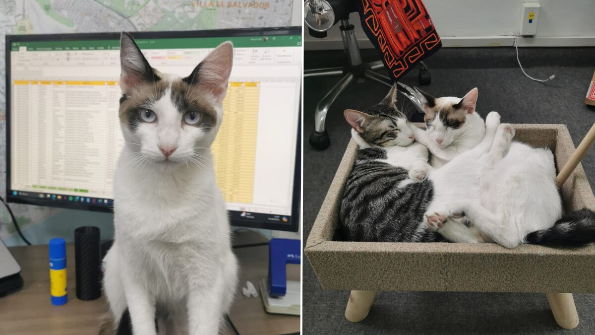 Las empresas deben asegurarse de que los gatos no van a tener ningún peligro en la oficina y, para eso, es muy importante el asesoramiento de un especialista. Para adoptar un gato, contactar a Mish al: 977 357 271.