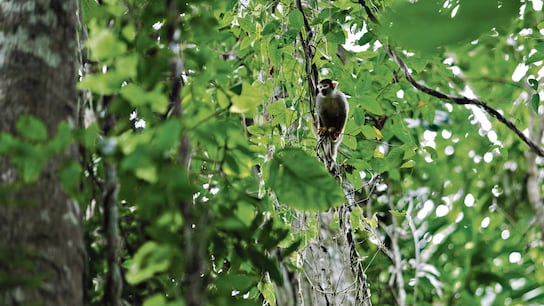 Cocha Cashu, viaje al corazón del Manu: cómo es la estación biológica más antigua del Perú