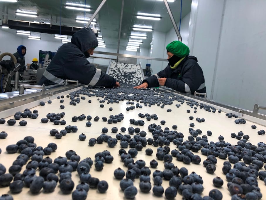 Arándanos peruanos en la cadena de exportación.