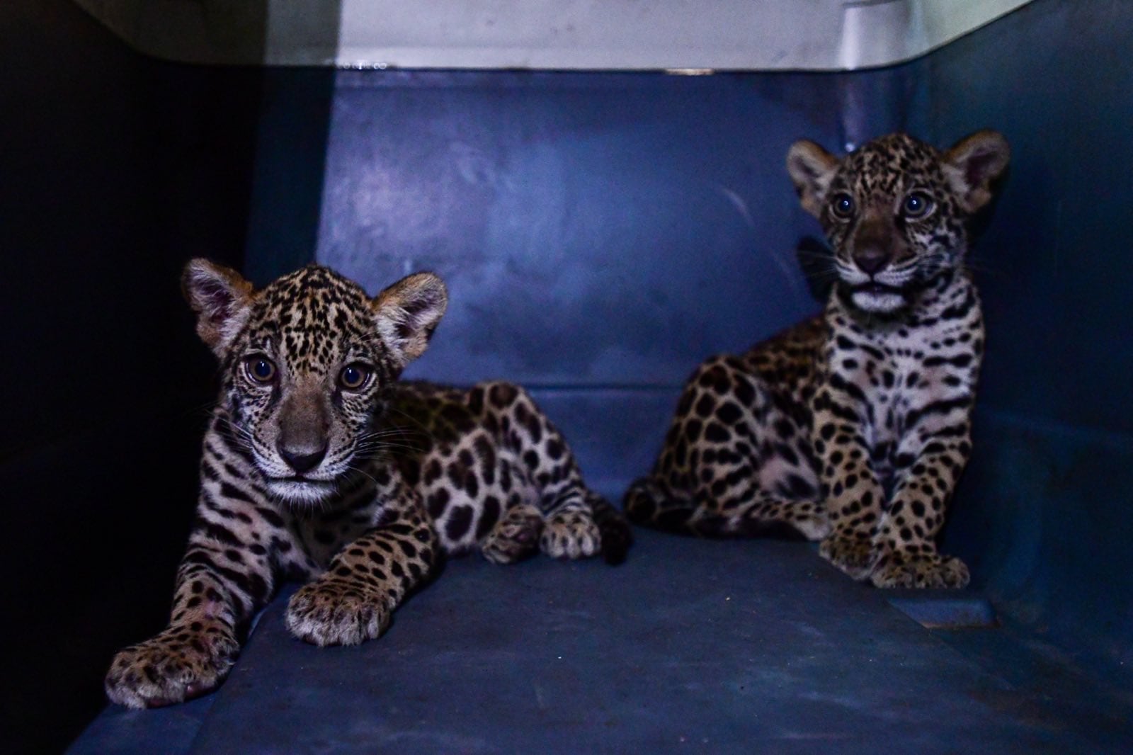 Los dos cachorros de jaguar serán trasladados en el Parque Natural de Pucallpa tras ser rescatados de traficantes de fauna silvestre. Foto: Gobierno Regional de Ucayali