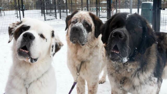 Estas mascotas se niegan a separarse y por ello no pueden ser adoptadas