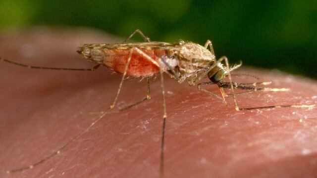 Estados Unidos alerta de cinco primeros casos locales de malaria en 20 años