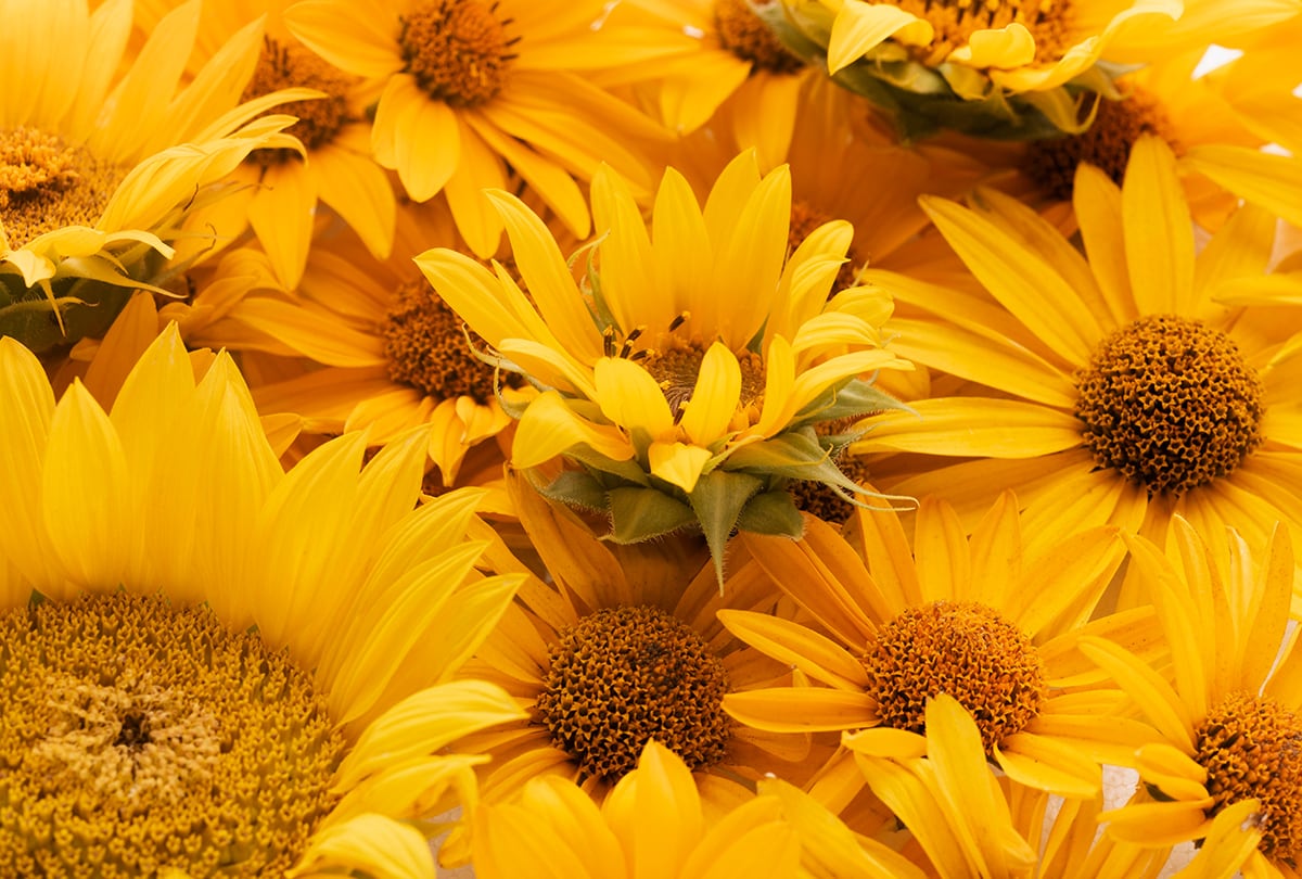 Conoce los tipos de flores amarillas. (Foto: Freepik)