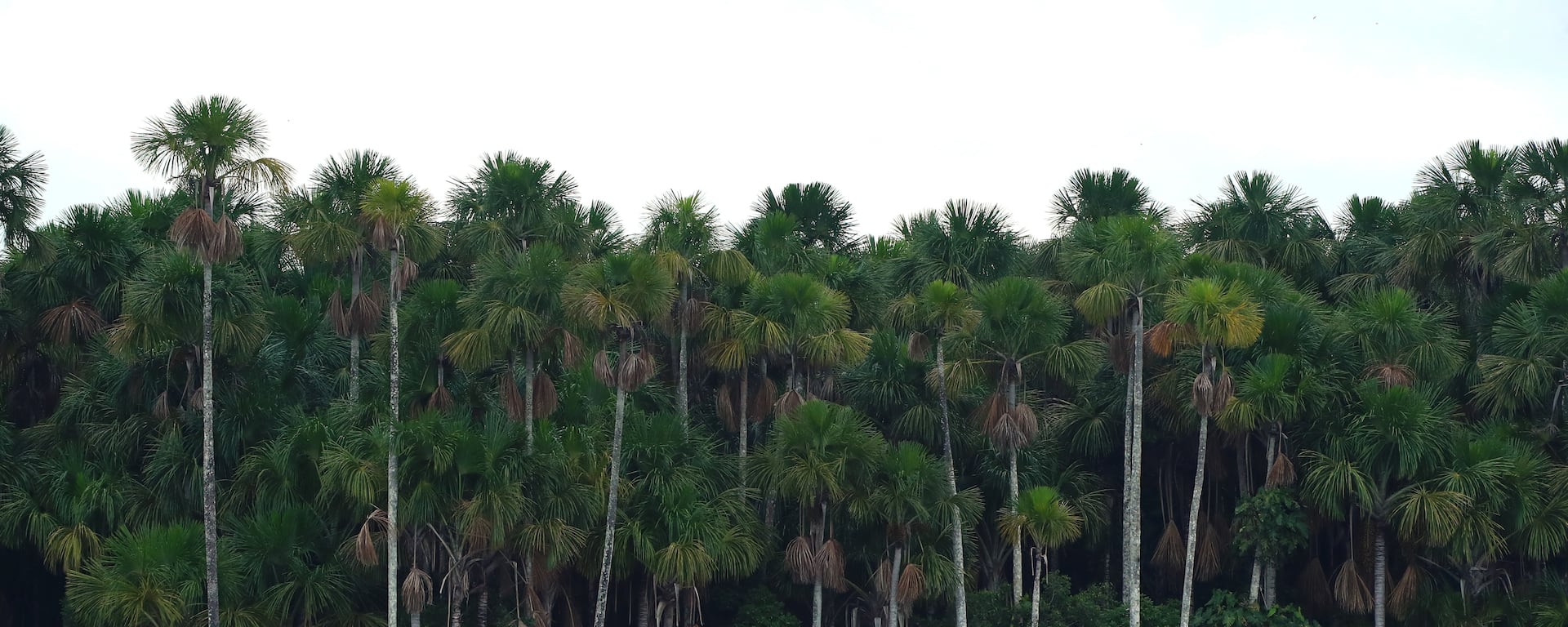 Minem busca relanzar la exploración en el Candamo para incrementar las reservas de gas