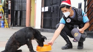 Magdalena: canes que viven en la calle recibieron comida en Navidad 