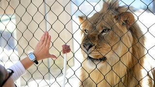 Brasil: Roban un león de centro de protección de animales