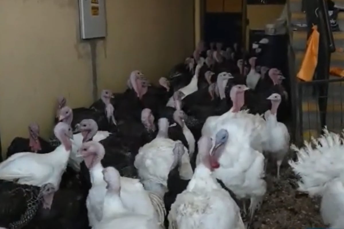 La feria de pavos se ha convertido en el centro de atención en la víspera de Nochebuena. (Foto: Captura / BDP)