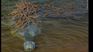 India: la esperanzadora foto de un cocodrilo en peligro de extinción con decenas de crías encima 