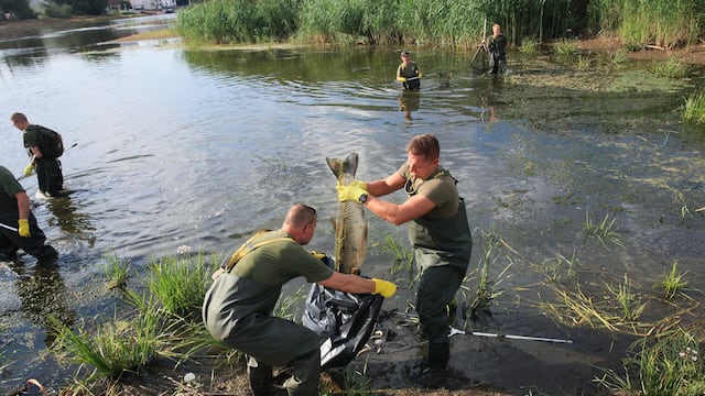 Muerte de toneladas de peces en rio Oder y desastre ecológico es investigado por Berlín y Varsovia