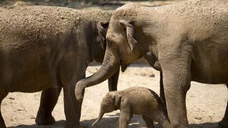 Un zoológico quiere que elefanta embarazada pierda 228 kilos