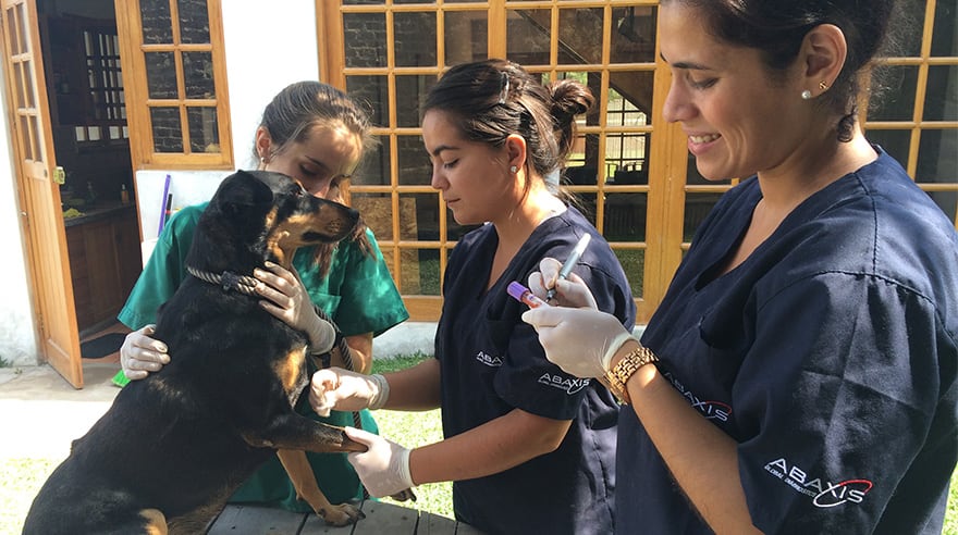 Vale la pena mencionar que no es necesario que una mascota esté en ayunas antes del hemograma.